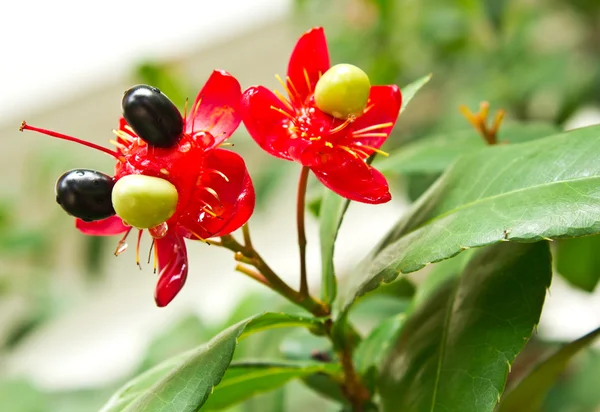 Micky mouse flower plant — Stock Photo, Image