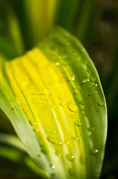 Water drops on the leaves — Stock Photo, Image