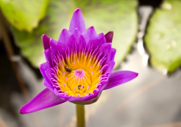 Eautiful blooming pink water lily — Stock Photo, Image