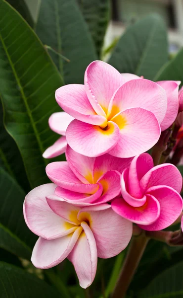 Pink frangipani flowers — Stock Photo, Image