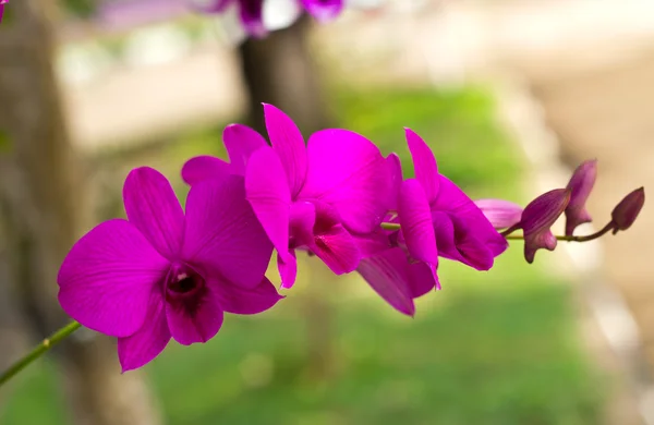 Vibrant purple tropical orchid — Stock Photo, Image