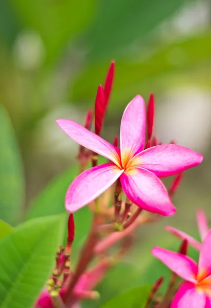 Pink frangipani flowers — Stock Photo, Image