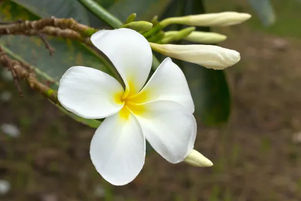 Witte frangipani bloemen — Stockfoto