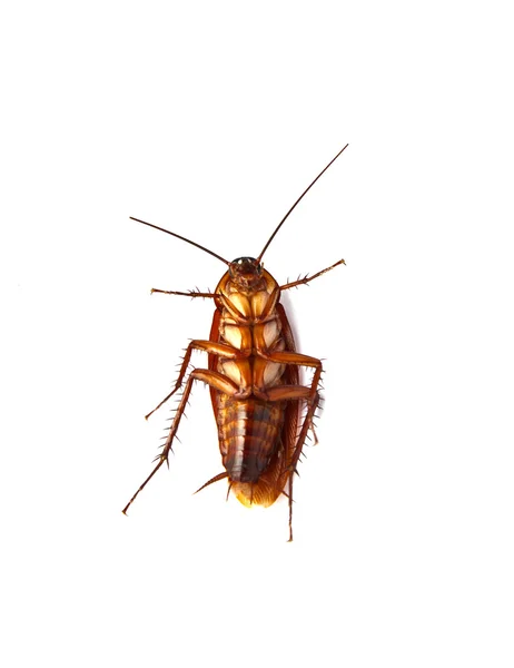 Close up of cockroach isolated — Stock Photo, Image