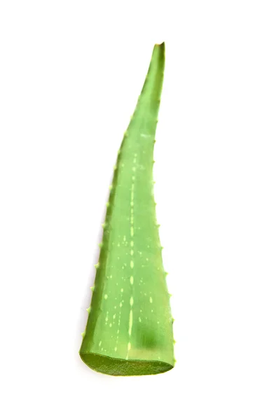 Aloe Vera Fresh Leaf terisolasi — Stok Foto