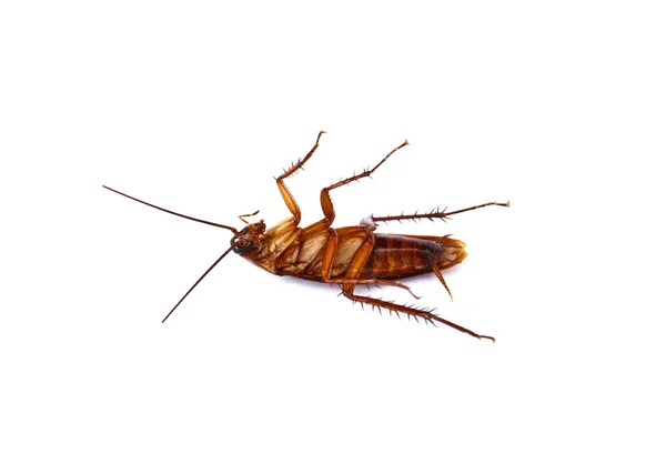 Крупный план таракана мертвый изолирован — стоковое фото