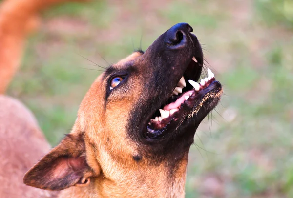 Closeup of dog's head, shot from below with shallow DOF — Stock Photo, Image