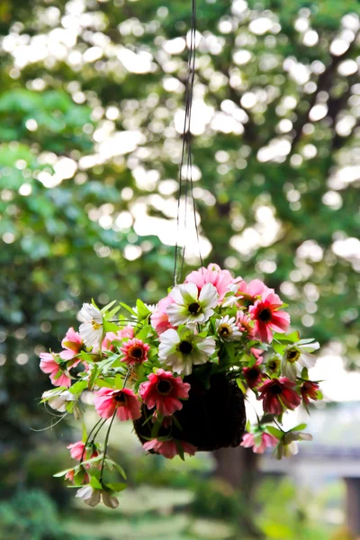 Sepet asılı içinde güzel çiçekler — Stok fotoğraf