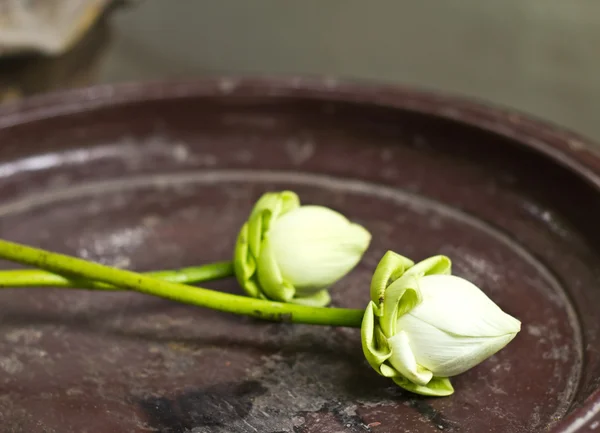 Белые цветы лотоса — стоковое фото