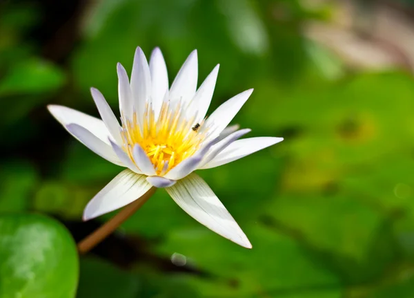 White lotus flower — Stock Photo, Image