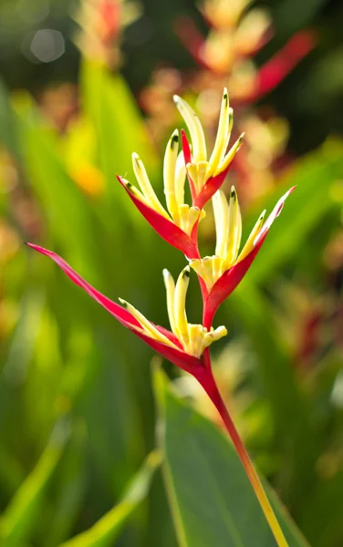 Colored scarlet canna flowers — Stock Photo, Image