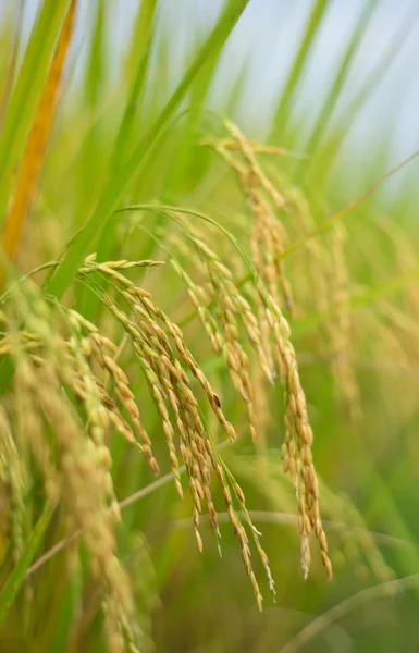 Спелый рис на полях — стоковое фото