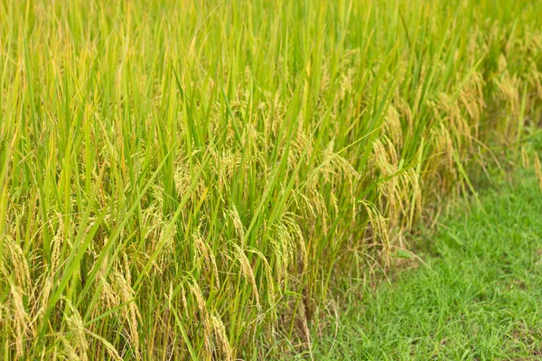 Los hermosos campos de arroz en Tailandia — Foto de Stock