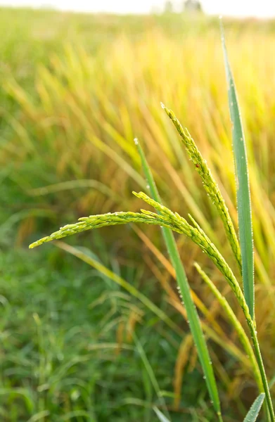 Κοντινό πλάνο πράσινο αναποφλοίωτο ρύζι. — Φωτογραφία Αρχείου
