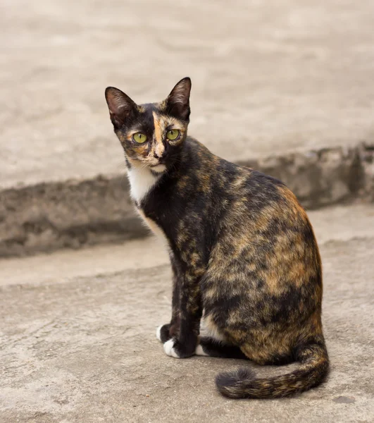 Liten katt för europé — Stockfoto