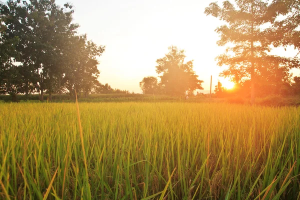 Over paddy field plantation in morning sunrise — Stock Photo, Image