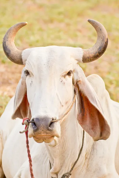 Head shot of thai cow — Stock Photo, Image