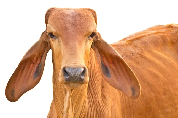 Vörös tehenet úgy néz ki, a kamera, elszigetelt — Stock Fotó