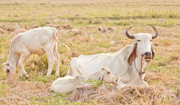 Cow on a summer cornfield — Stock Photo, Image