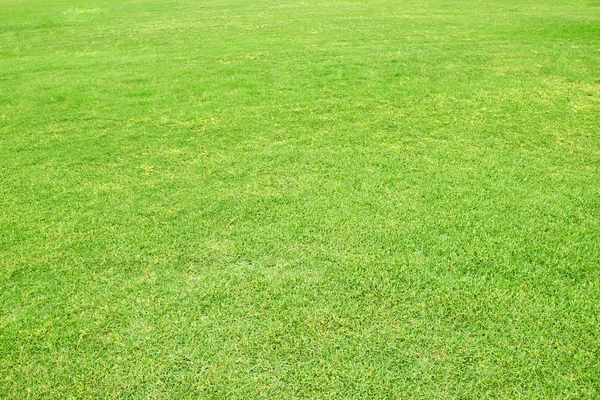 Grüner Hintergrund — Stockfoto