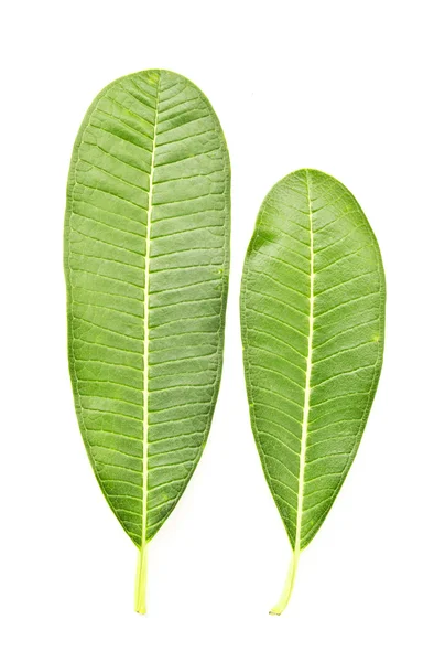 흰색으로 분리 된 열 대 잎 — 스톡 사진