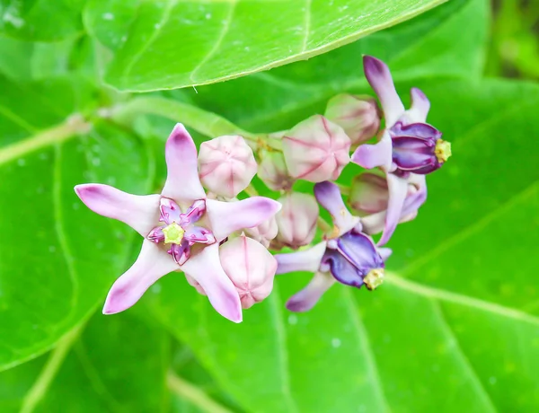 Fialový květ koruny — Stock fotografie