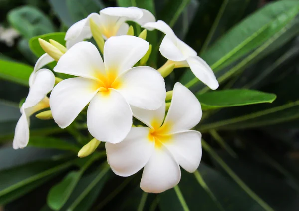 Fehér frangipani virágok levelek a háttérben — Stock Fotó