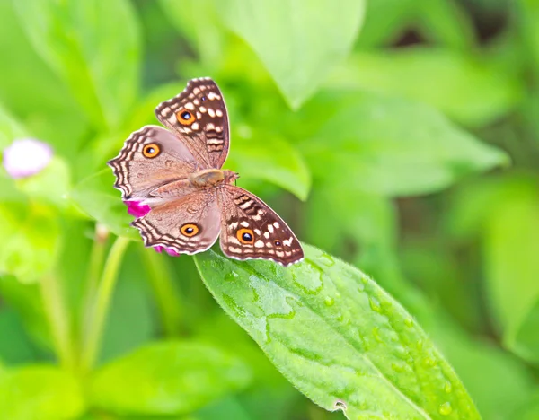 Бабочка на зеленых листьях — стоковое фото
