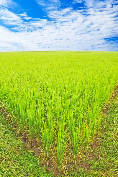 Campo di riso in Thailandia al mattino con cielo blu — Foto Stock