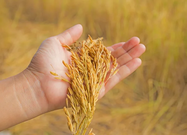 Tarwe oren in het concept hand.harvest — Stockfoto