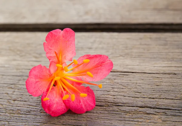 Närbild rosa blommor — Stockfoto