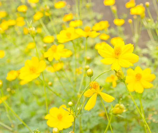 Hermosos pétalos de flor amarilla — Foto de Stock