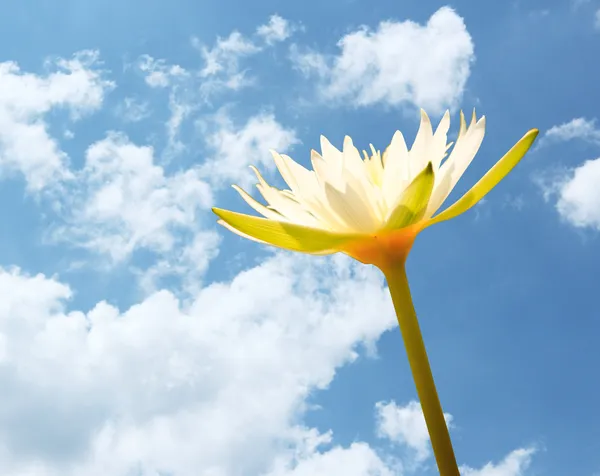 Lotus op de hemelachtergrond. — Stockfoto