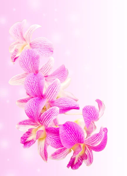 Sweet pink orchid flower isolated — Stock Photo, Image