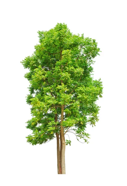 Tree isolated on white background — Stock Photo, Image