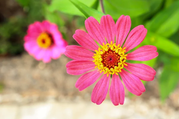 Cínie květina nebo cínie violacea cav — Stock fotografie