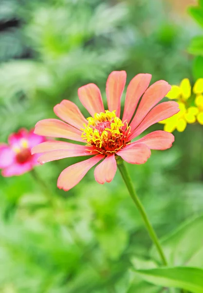 Close-up zinnia bloem in de tuin — Stockfoto