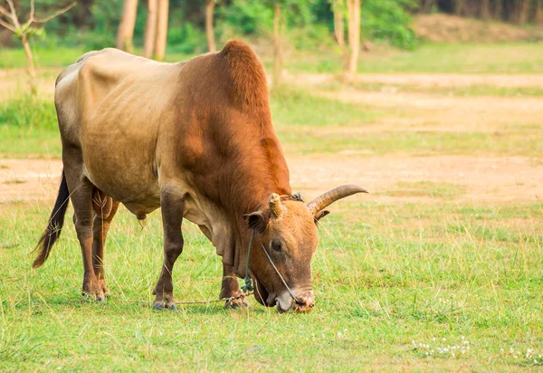 Cow in a grassy meadow — Stock Photo, Image