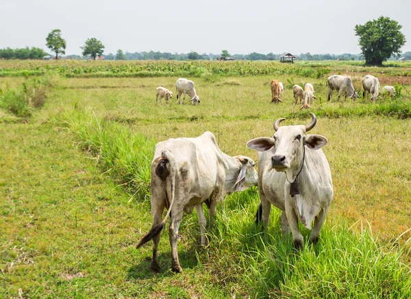 Cow in a grassy meadow — Stock Photo, Image