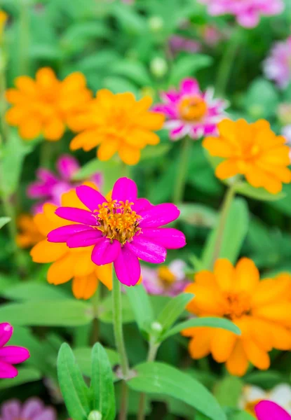 Coloridas flores de zinnia en el jardín — Foto de Stock