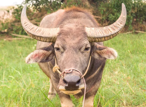 Asian buffalo in the field — Stock Photo, Image