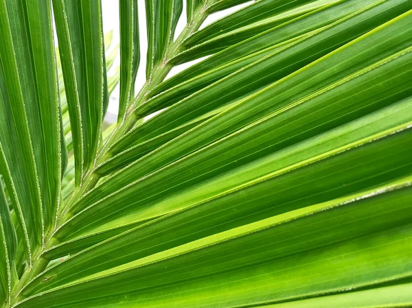 绿色背景概念 热带树叶 — 图库照片
