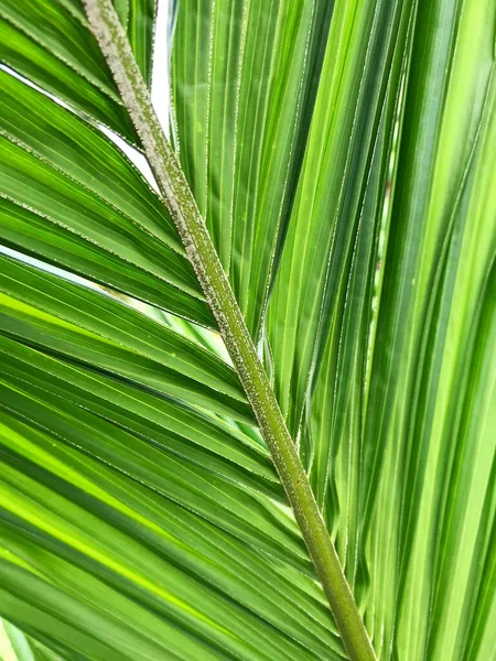 绿色背景概念 棕榈叶 — 图库照片