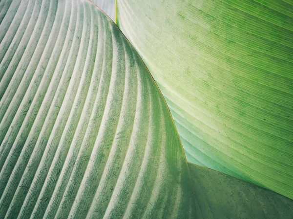 Groene Achtergrond Concept Tropische Bladeren — Stockfoto