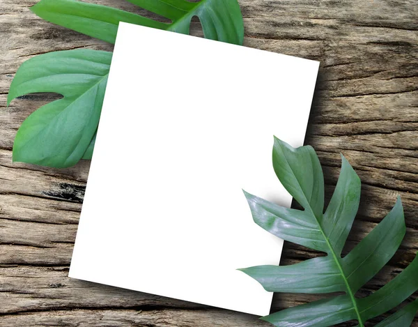 Top View Blank Paper Sheet Fresh Spring Green Leafs Border — Stock Photo, Image