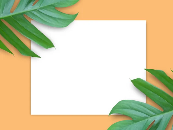 Top View White Paper Green Leaves Orange Background — стоковое фото
