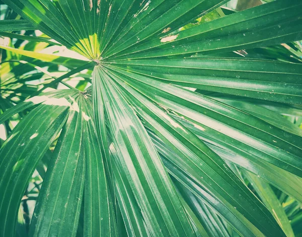 Concepto Fondo Verde Hojas Tropicales — Foto de Stock