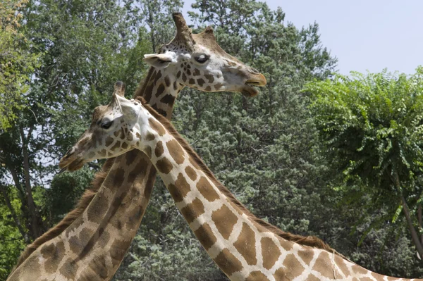 Couple of giraffes — Stock Photo, Image