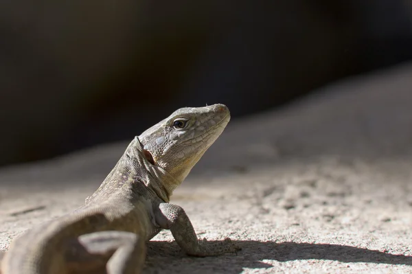 El lagarto Fotos De Stock