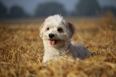 Küçük güzel havan köpeği sakallı bir tarlada oturuyor.